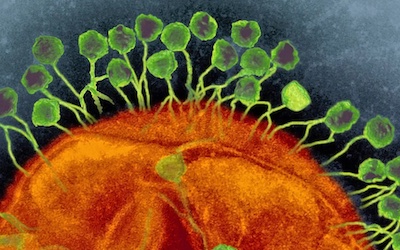 bacteriophage depiction