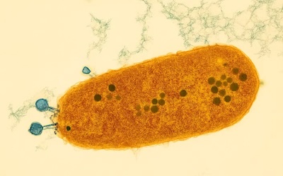 bacteriophage depiction bacteriophage depiction