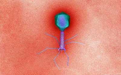 bacteriophage depiction